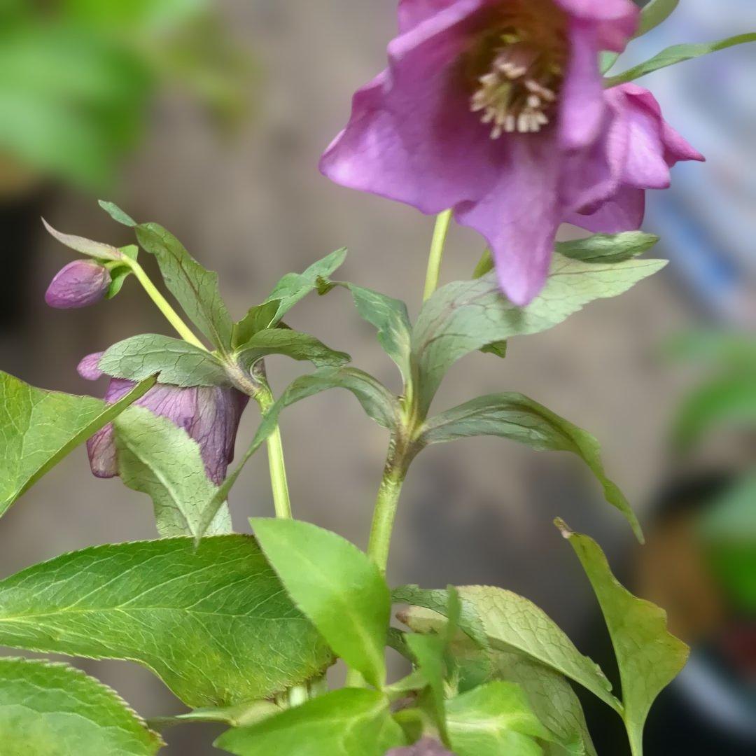 クリスマスローズ写真品物8鉢で