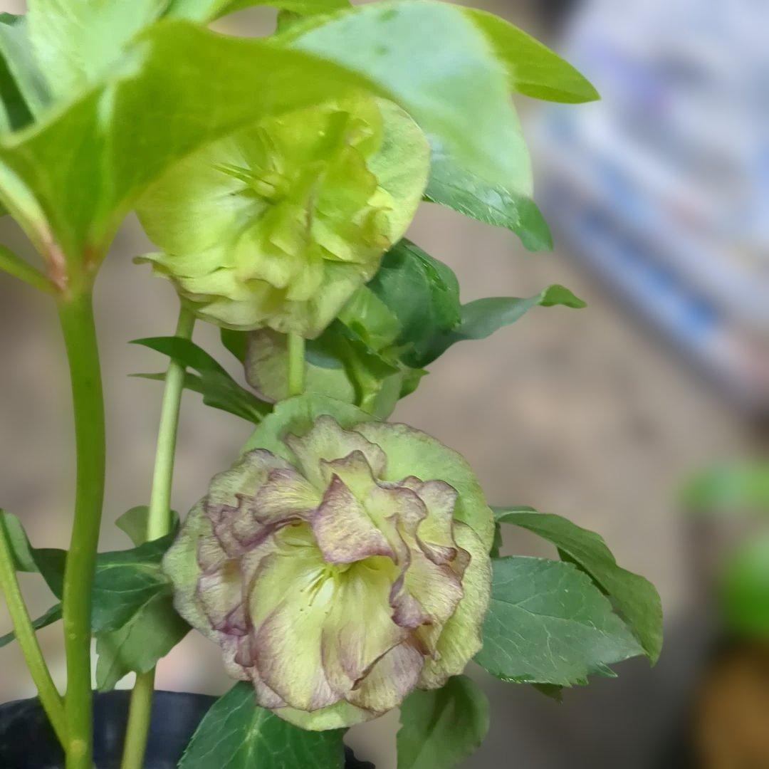 クリスマスローズ写真品物8鉢で