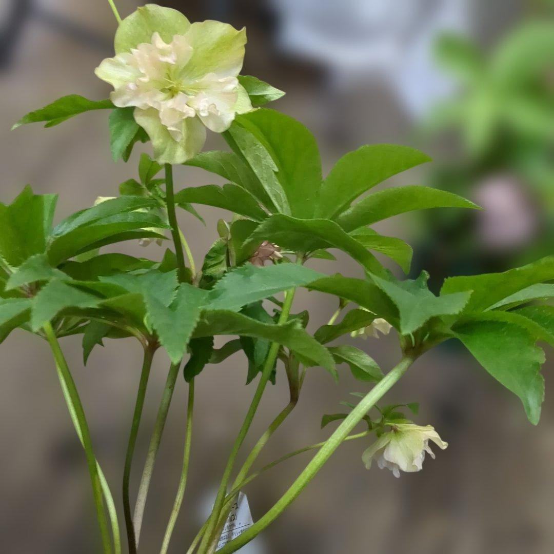 クリスマスローズ写真品物8鉢で