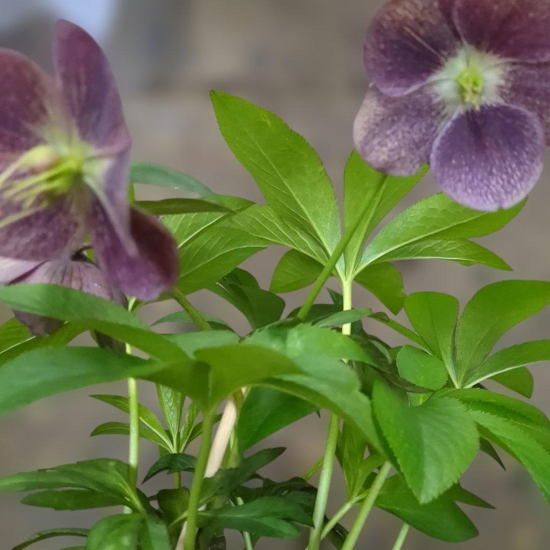 クリスマスローズ写真品物8鉢で