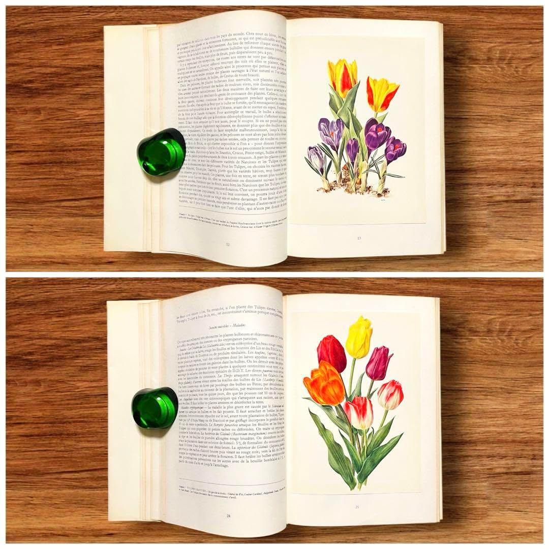 洋書 ボタニカルアート 60年代 アンティーク ビンテージ 植物図鑑 花イラスト