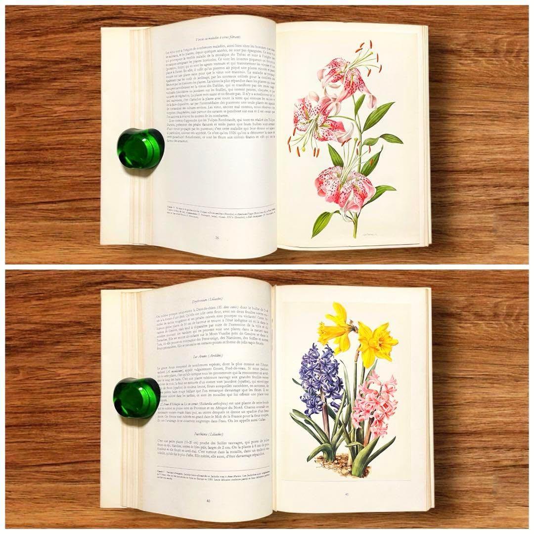 洋書 ボタニカルアート 60年代 アンティーク ビンテージ 植物図鑑 花イラスト