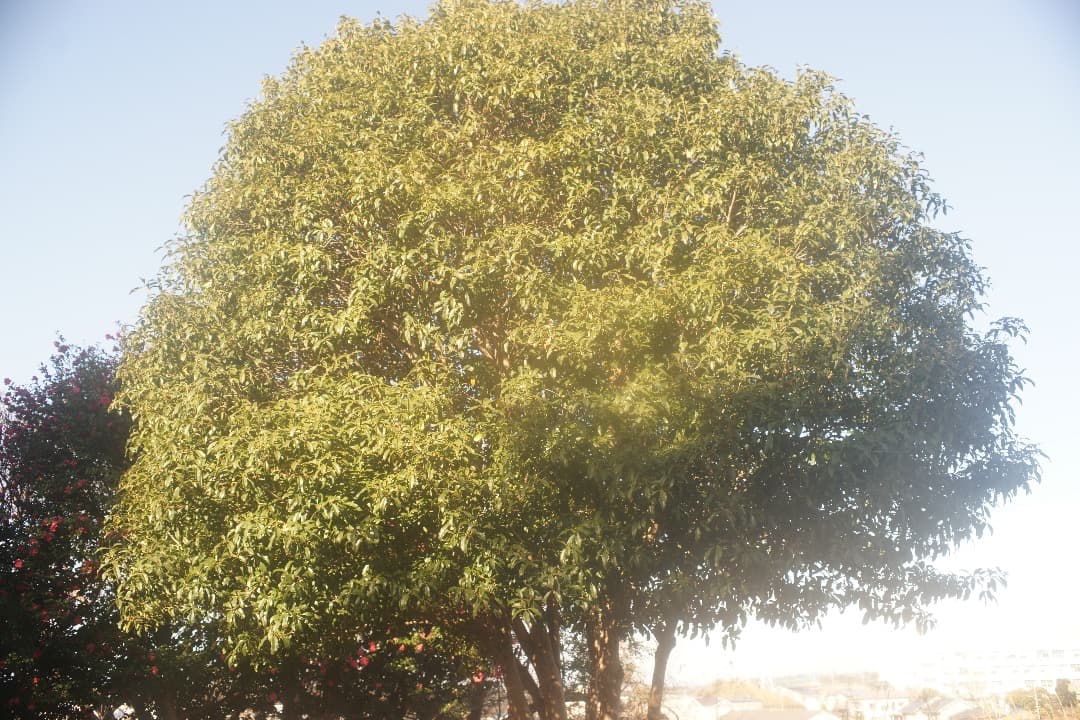 Super Takumar 35mm F/2 広角レンズ 前期型