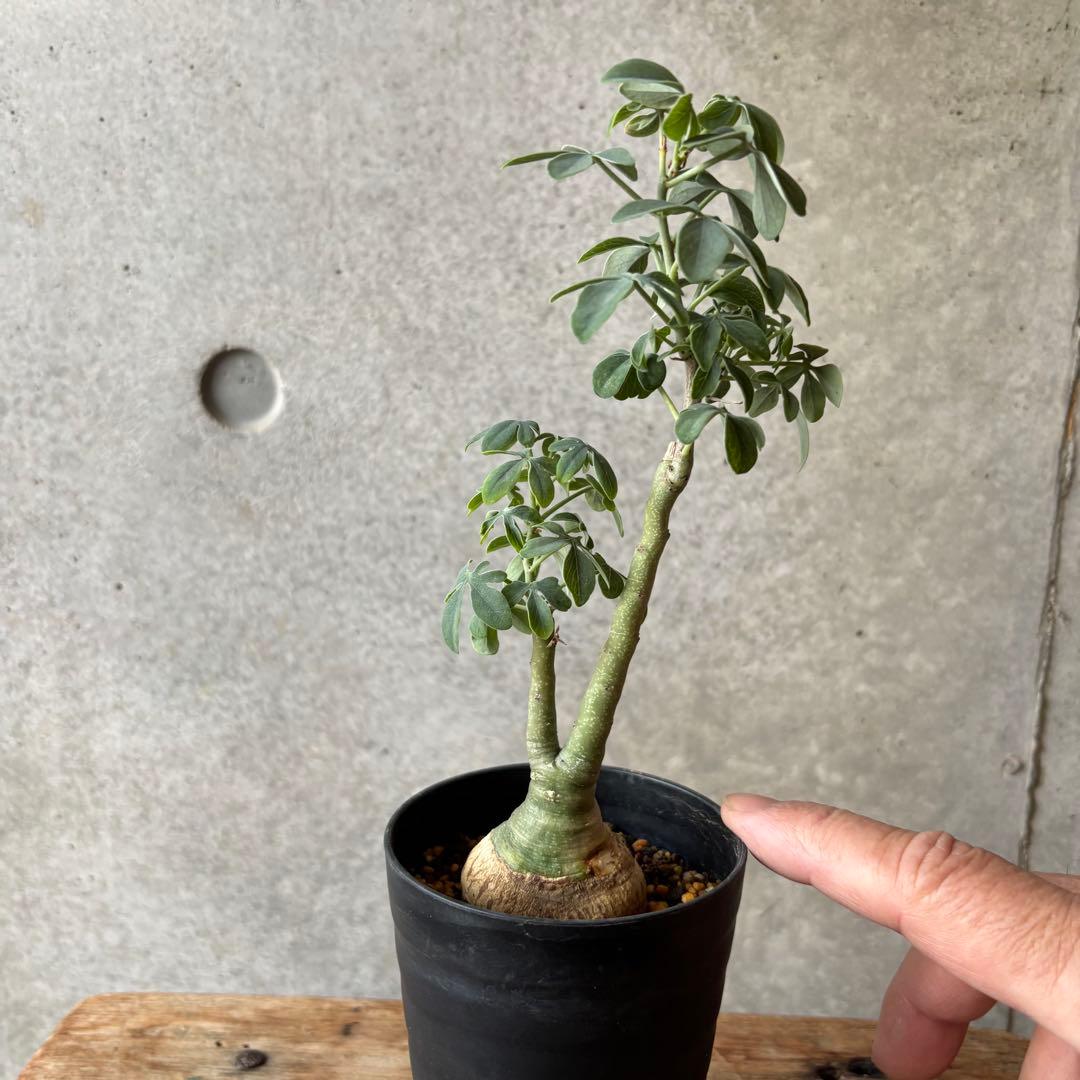 アデニア グラウカ