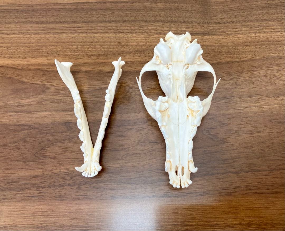 アカギツネ 頭蓋骨 頭骨 骨格標本 ＜欠損：無＞ 標本専門店製 クリーニング完品