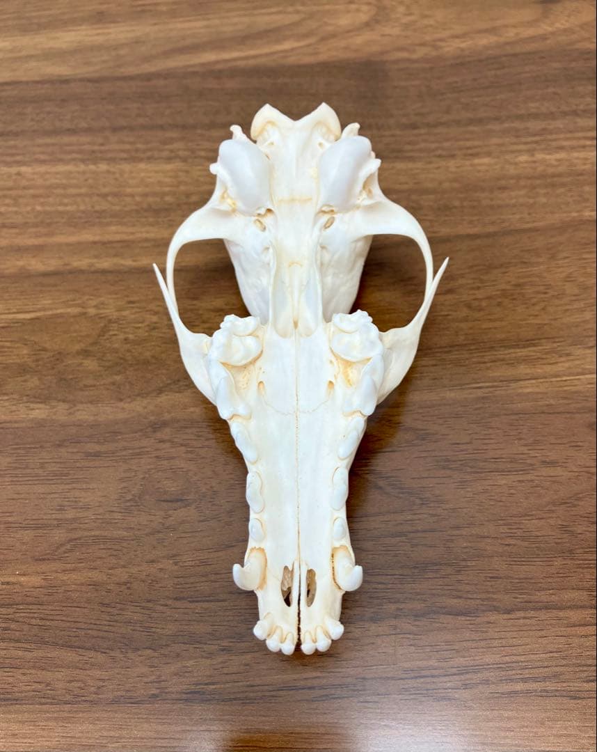 アカギツネ 頭蓋骨 頭骨 骨格標本 ＜欠損：無＞ 標本専門店製 クリーニング完品