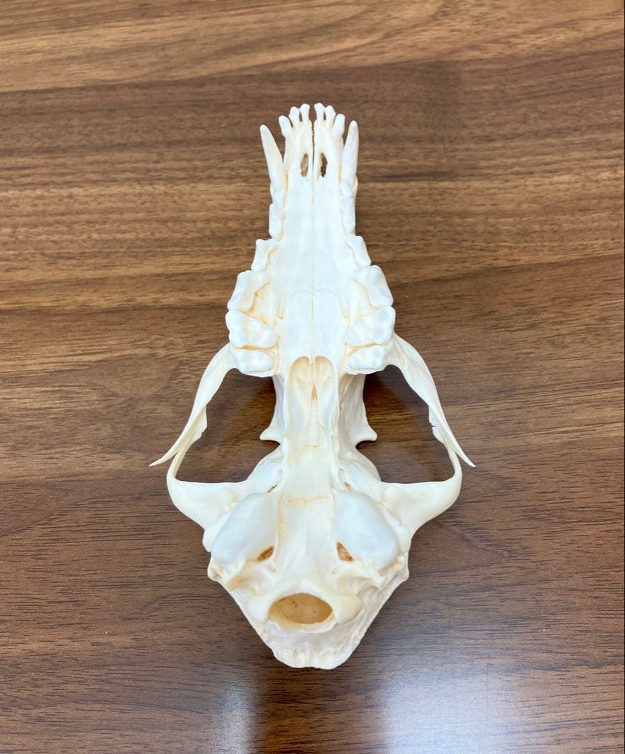 アカギツネ 頭蓋骨 頭骨 骨格標本 ＜欠損：無＞ 標本専門店製 クリーニング完品