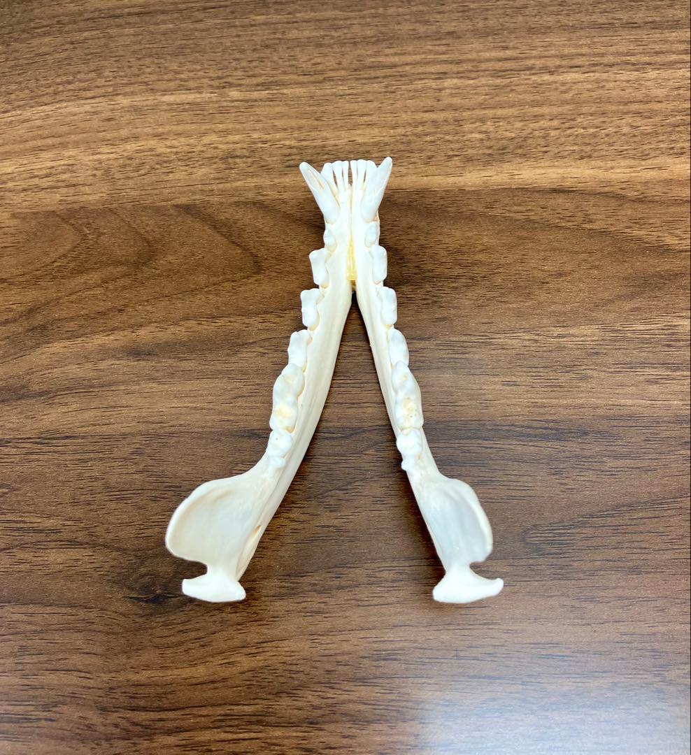 アカギツネ 頭蓋骨 頭骨 骨格標本 ＜欠損：無＞ 標本専門店製 クリーニング完品