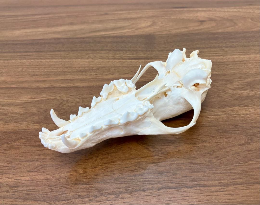 アカギツネ 頭蓋骨 頭骨 骨格標本 ＜欠損：無＞ 標本専門店製 クリーニング完品