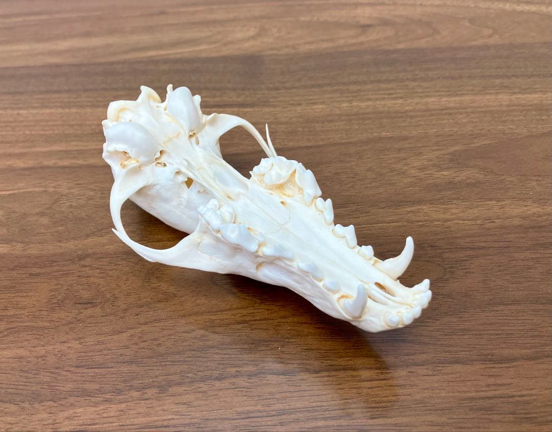 アカギツネ 頭蓋骨 頭骨 骨格標本 ＜欠損：無＞ 標本専門店製 クリーニング完品