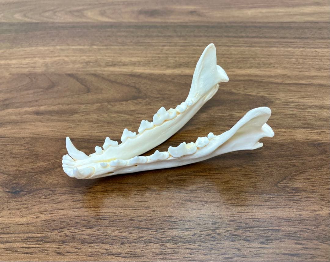 アカギツネ 頭蓋骨 頭骨 骨格標本 ＜欠損：無＞ 標本専門店製 クリーニング完品