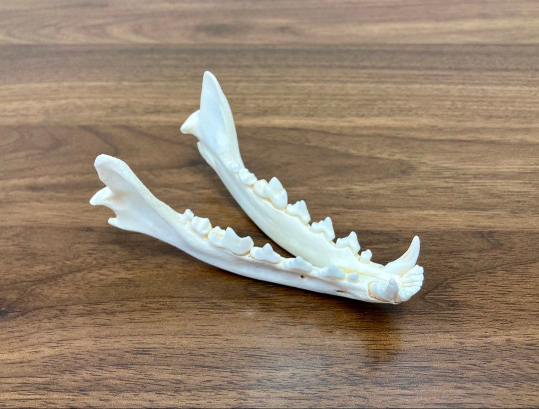 アカギツネ 頭蓋骨 頭骨 骨格標本 ＜欠損：無＞ 標本専門店製 クリーニング完品