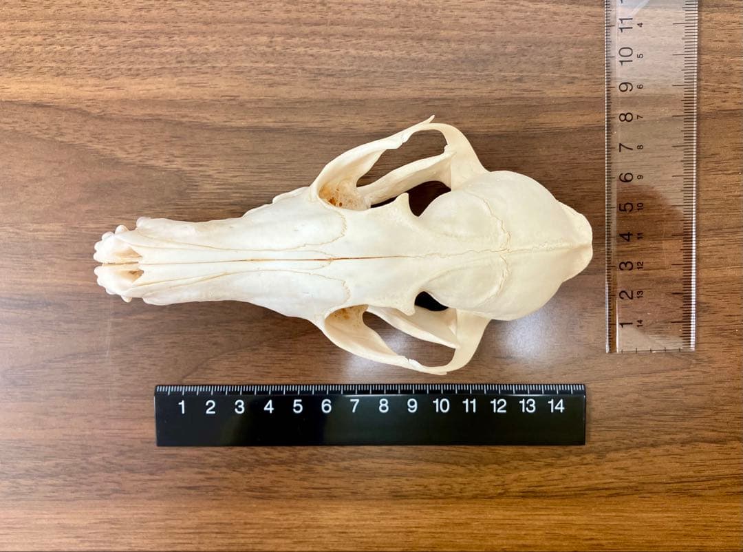 アカギツネ 頭蓋骨 頭骨 骨格標本 ＜欠損：無＞ 標本専門店製 クリーニング完品