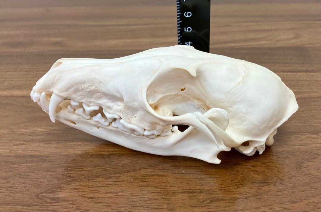 アカギツネ 頭蓋骨 頭骨 骨格標本 ＜欠損：無＞ 標本専門店製 クリーニング完品