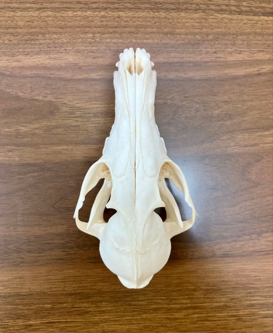 アカギツネ 頭蓋骨 頭骨 骨格標本 ＜欠損：無＞ 標本専門店製 クリーニング完品