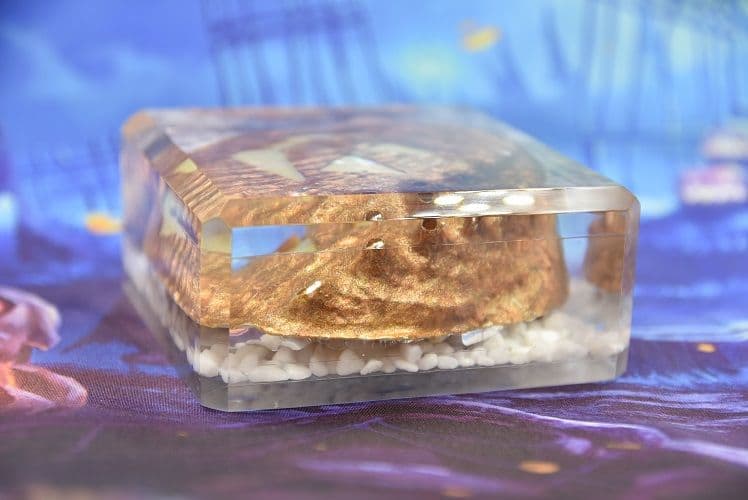 ハロウィン Jack-o'-lantern Abalone DA-11OG