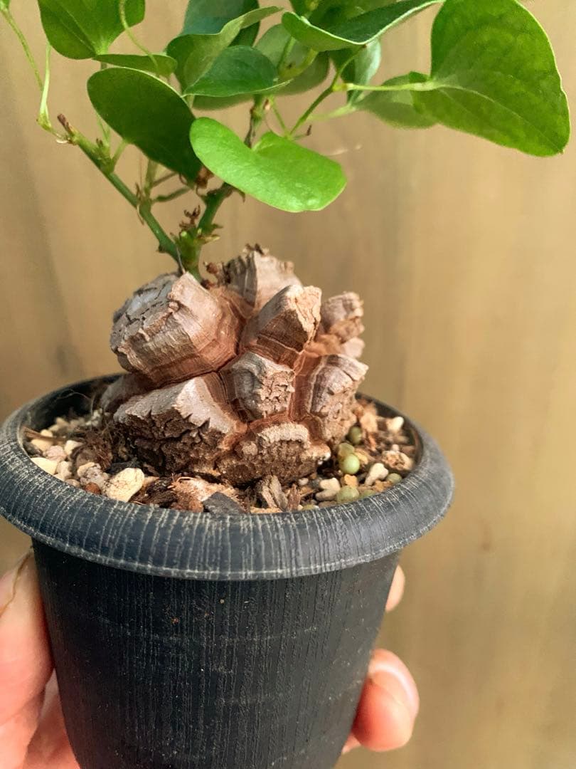 アフリカ亀甲竜　no50