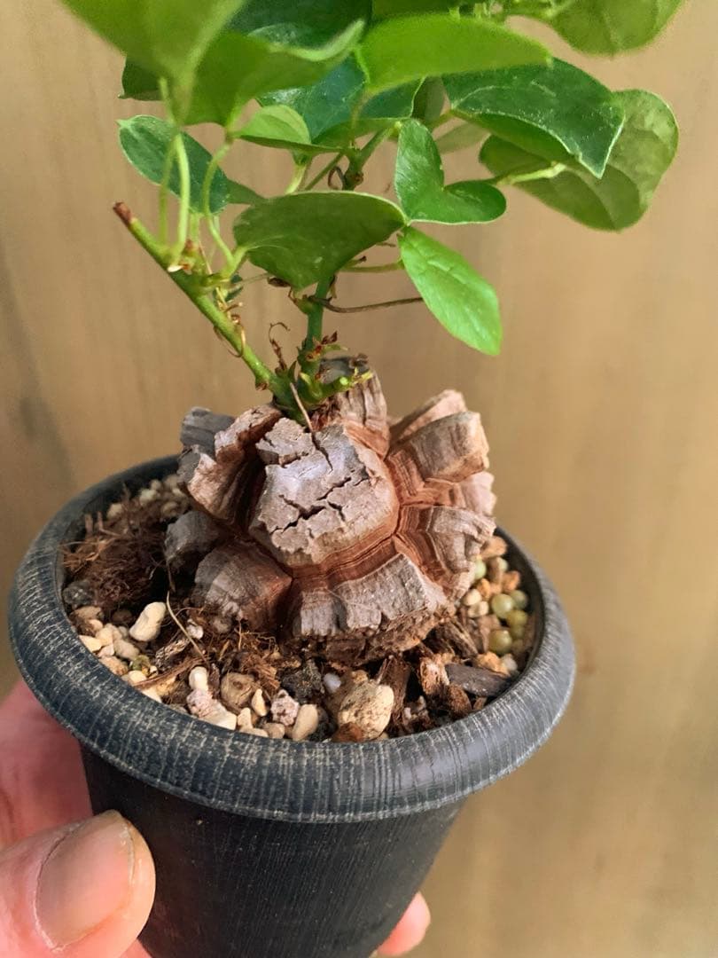 アフリカ亀甲竜　no50