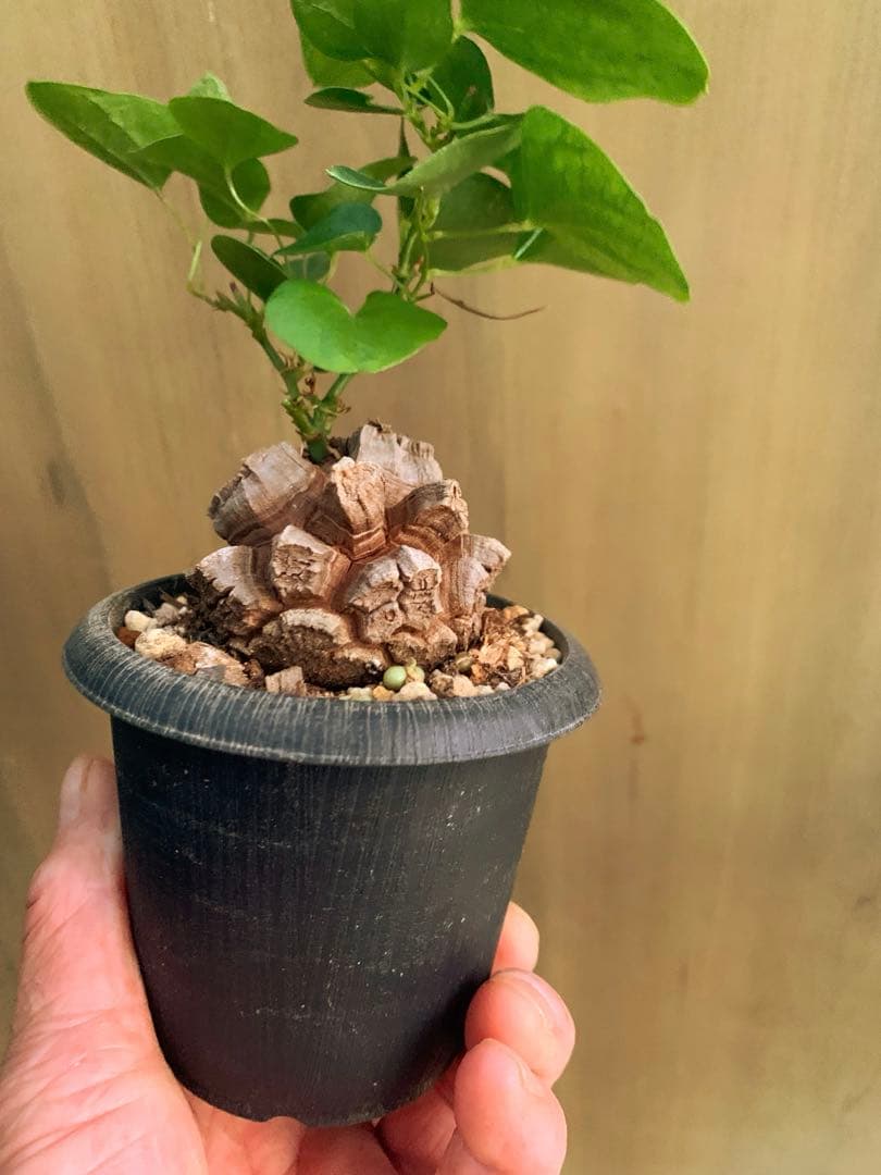 アフリカ亀甲竜　no50