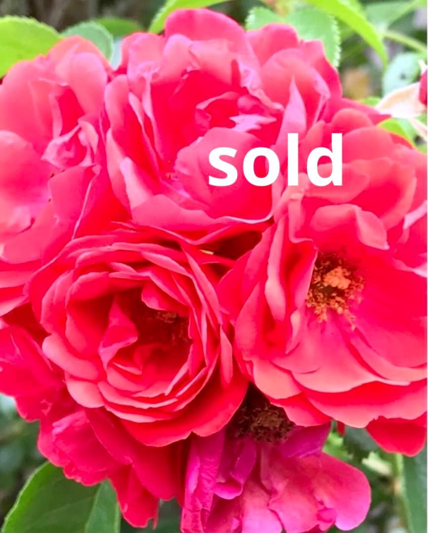 レジンヘアゴム　うちわねこちゃんと夏祭り