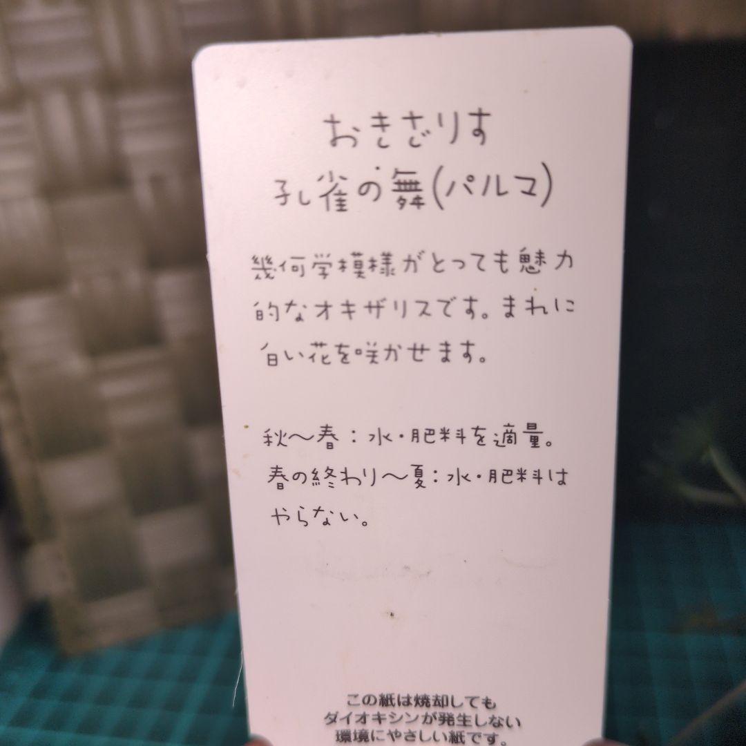 抜き苗　オキザリス　孔雀の舞