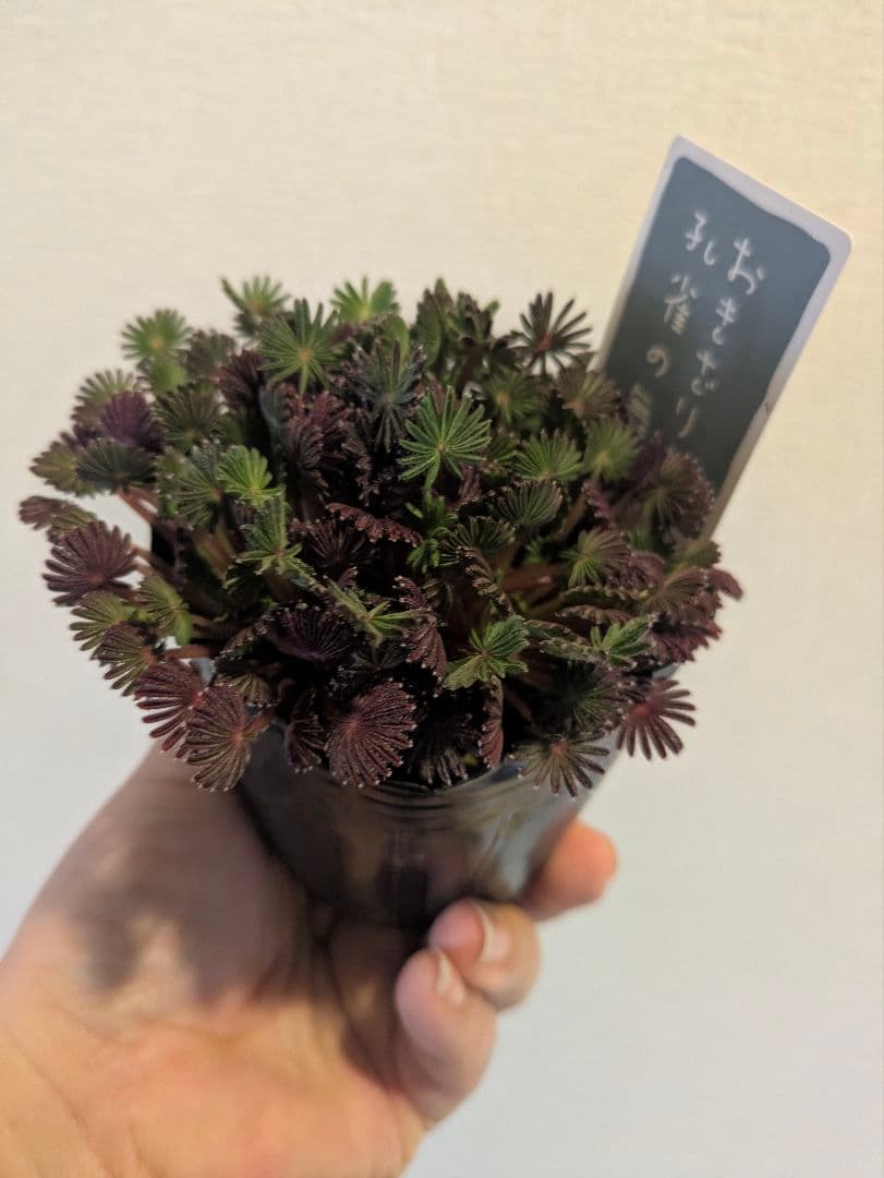 抜き苗　オキザリス　孔雀の舞