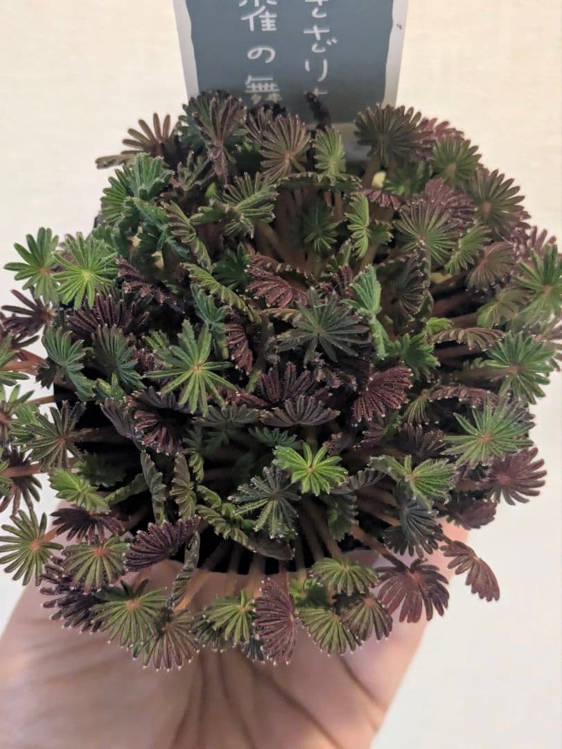 抜き苗　オキザリス　孔雀の舞