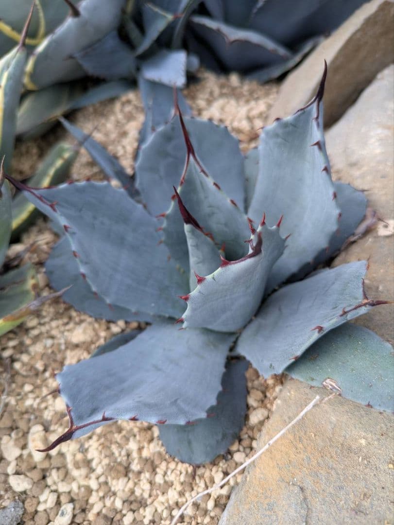 アガベ　吉祥天　送料込み