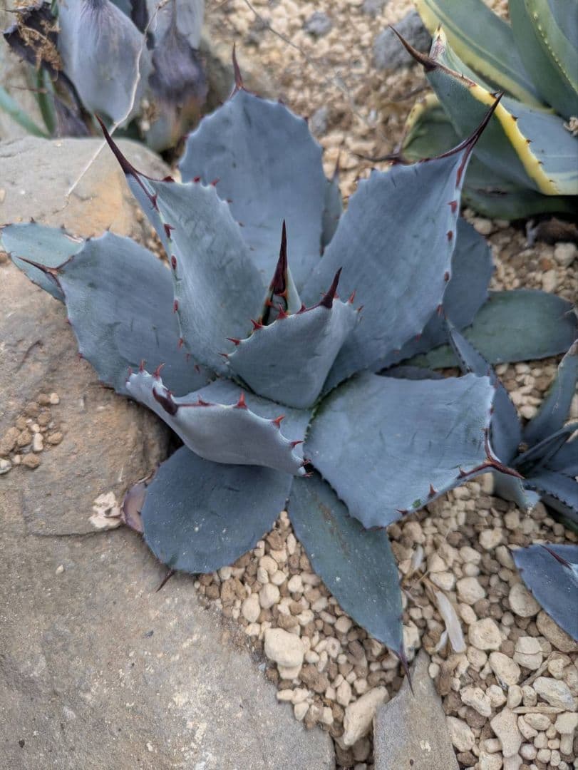 アガベ　吉祥天　送料込み