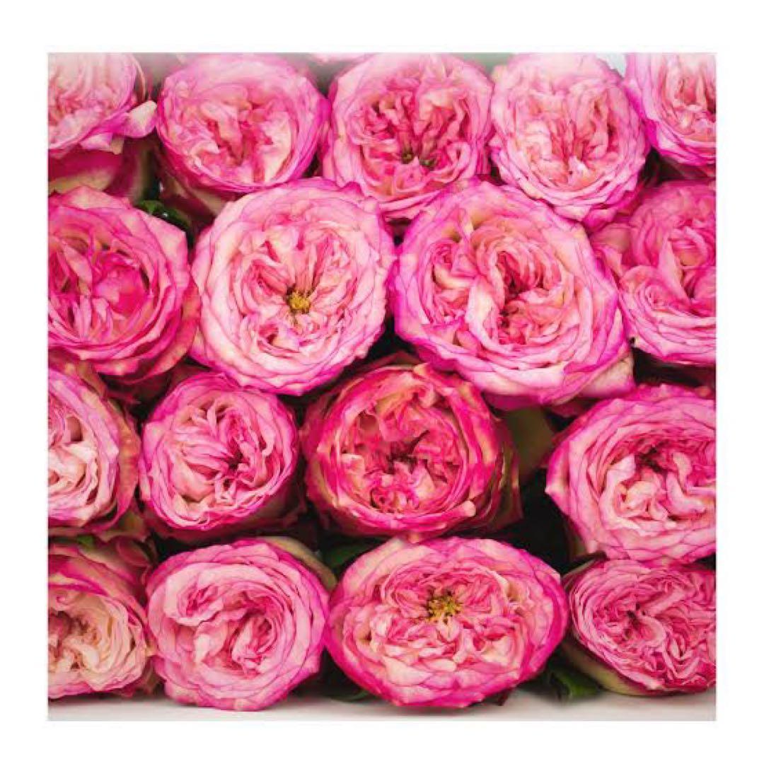 「ベティ」 切り花品種バラ苗 接木新苗　入手困難　レア品種