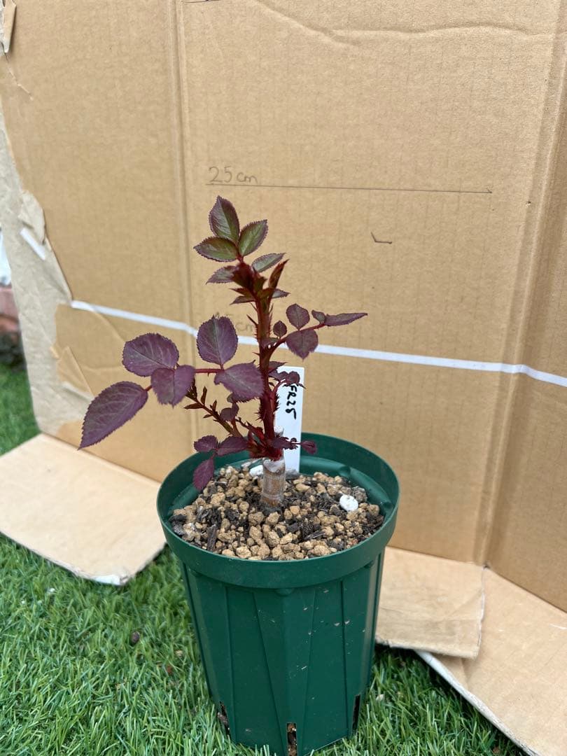 「ベティ」 切り花品種バラ苗 接木新苗　入手困難　レア品種