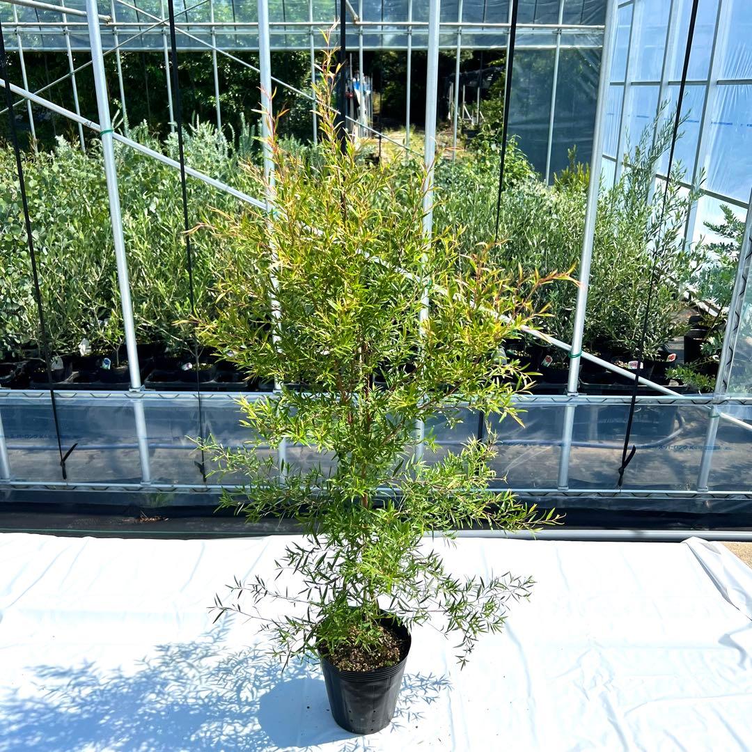 【数量限定‼️高さ160㎝前後❗️】レモンティーツリー　ティーツリー 苗