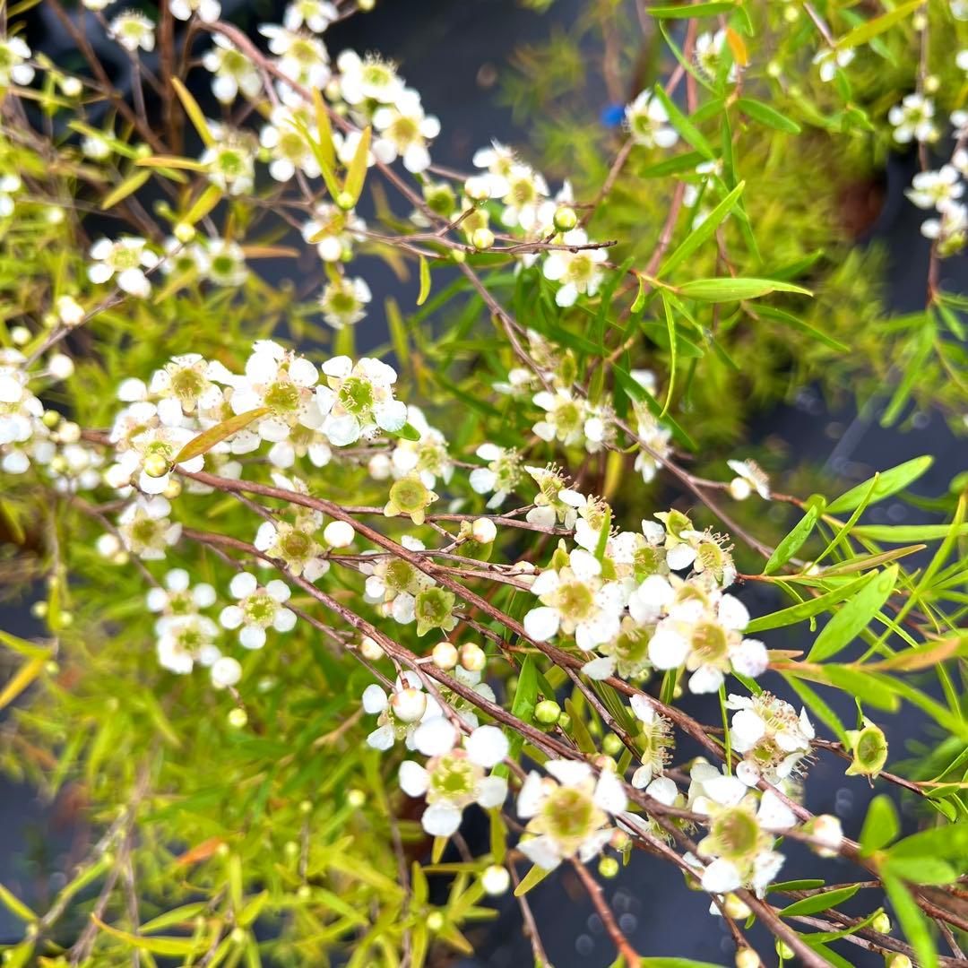 【数量限定‼️高さ160㎝前後❗️】レモンティーツリー　ティーツリー 苗