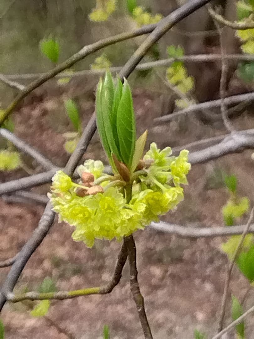 ✨️〜とも〜クロモジ株2本