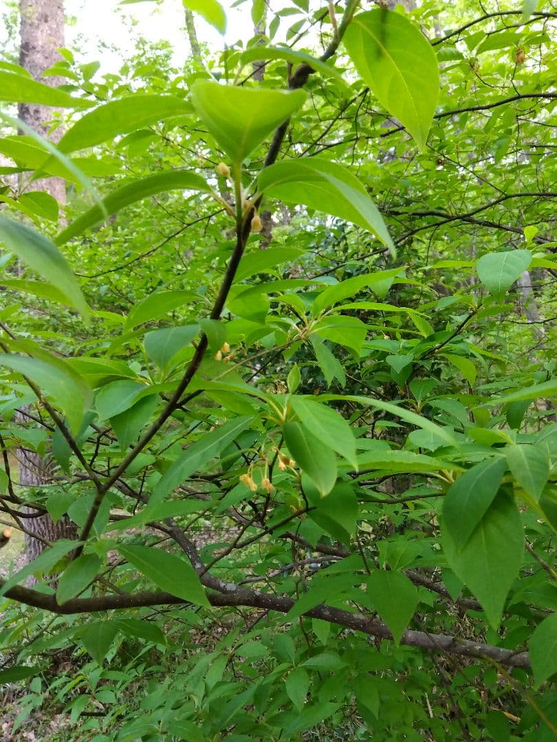 ✨️〜とも〜クロモジ株2本