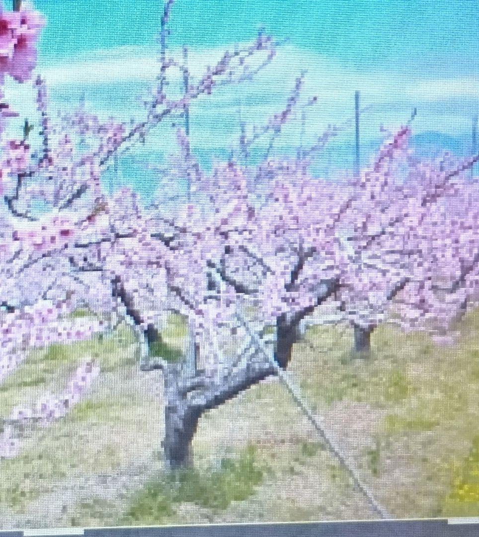 桃源郷の桃の木