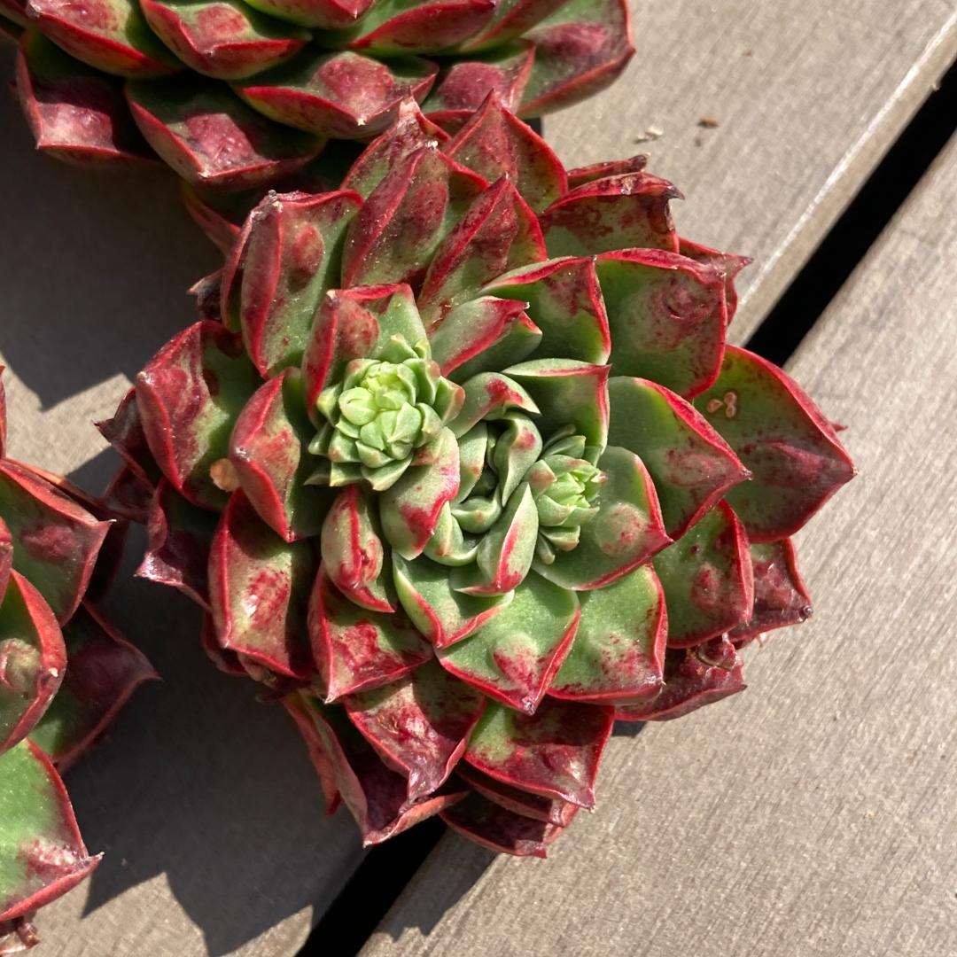 【新入荷】エケベリア　韓国苗　ロンギシマドロップス　多肉植物