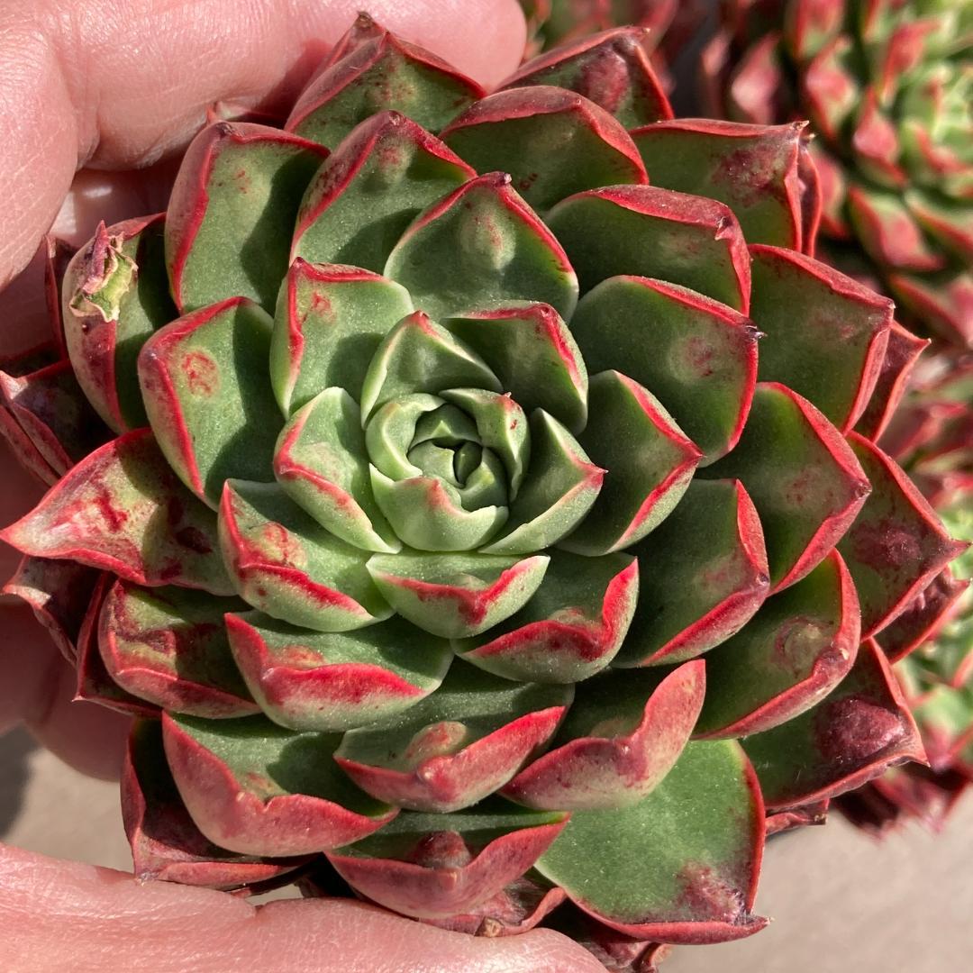 【新入荷】エケベリア　韓国苗　ロンギシマドロップス　多肉植物