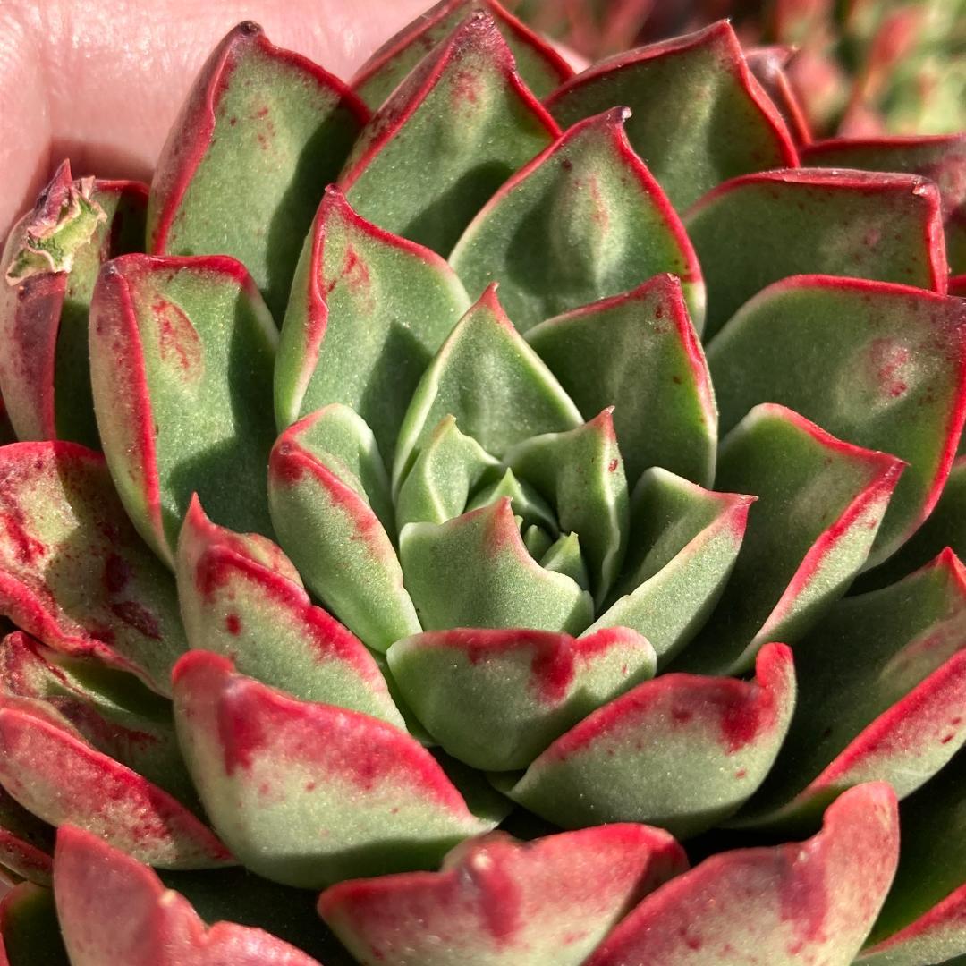 【新入荷】エケベリア　韓国苗　ロンギシマドロップス　多肉植物