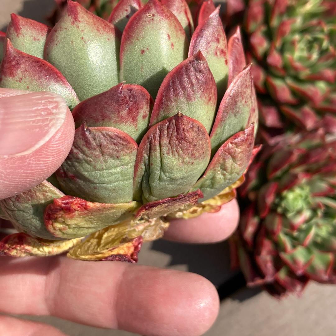 【新入荷】エケベリア　韓国苗　ロンギシマドロップス　多肉植物