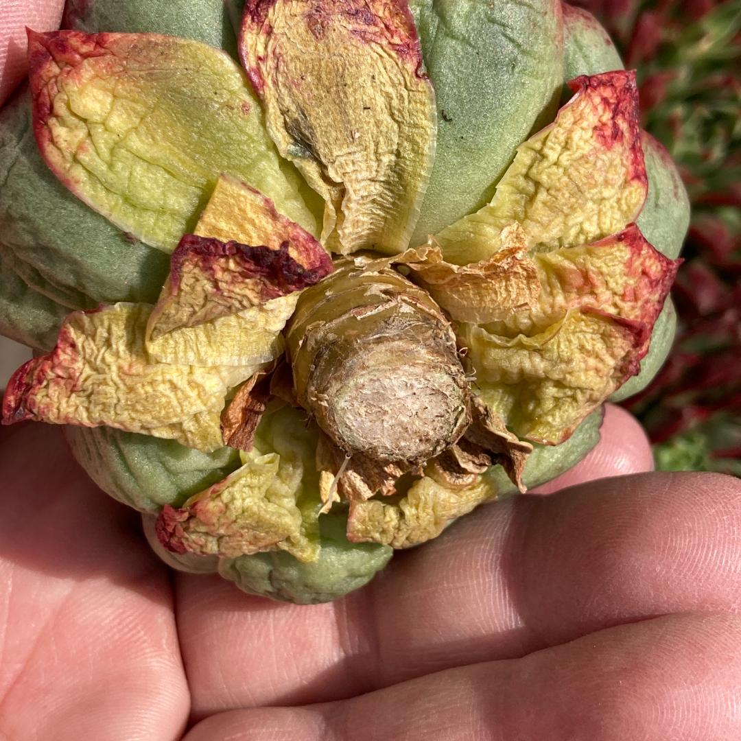 【新入荷】エケベリア　韓国苗　ロンギシマドロップス　多肉植物