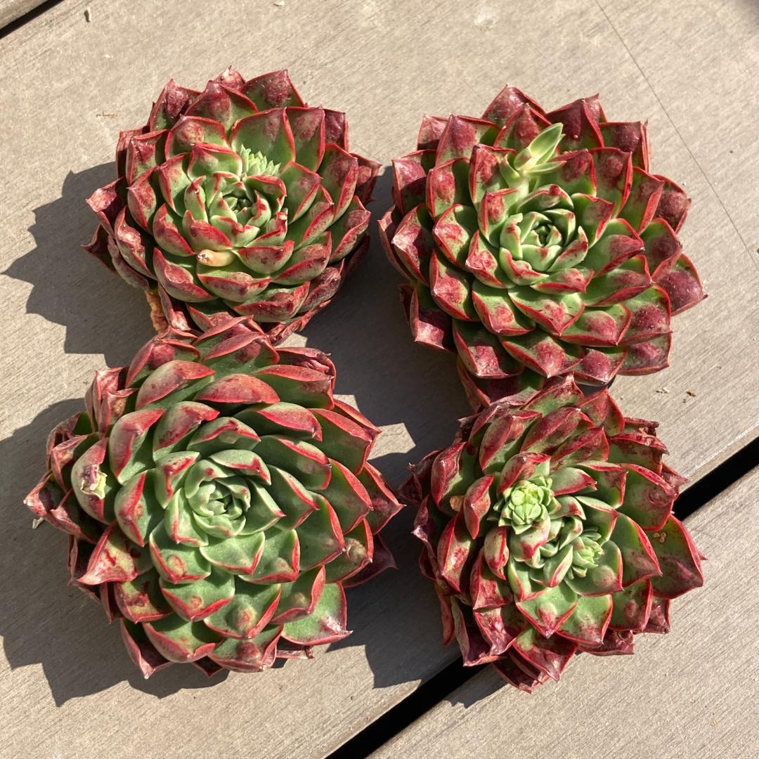 【新入荷】エケベリア　韓国苗　ロンギシマドロップス　多肉植物