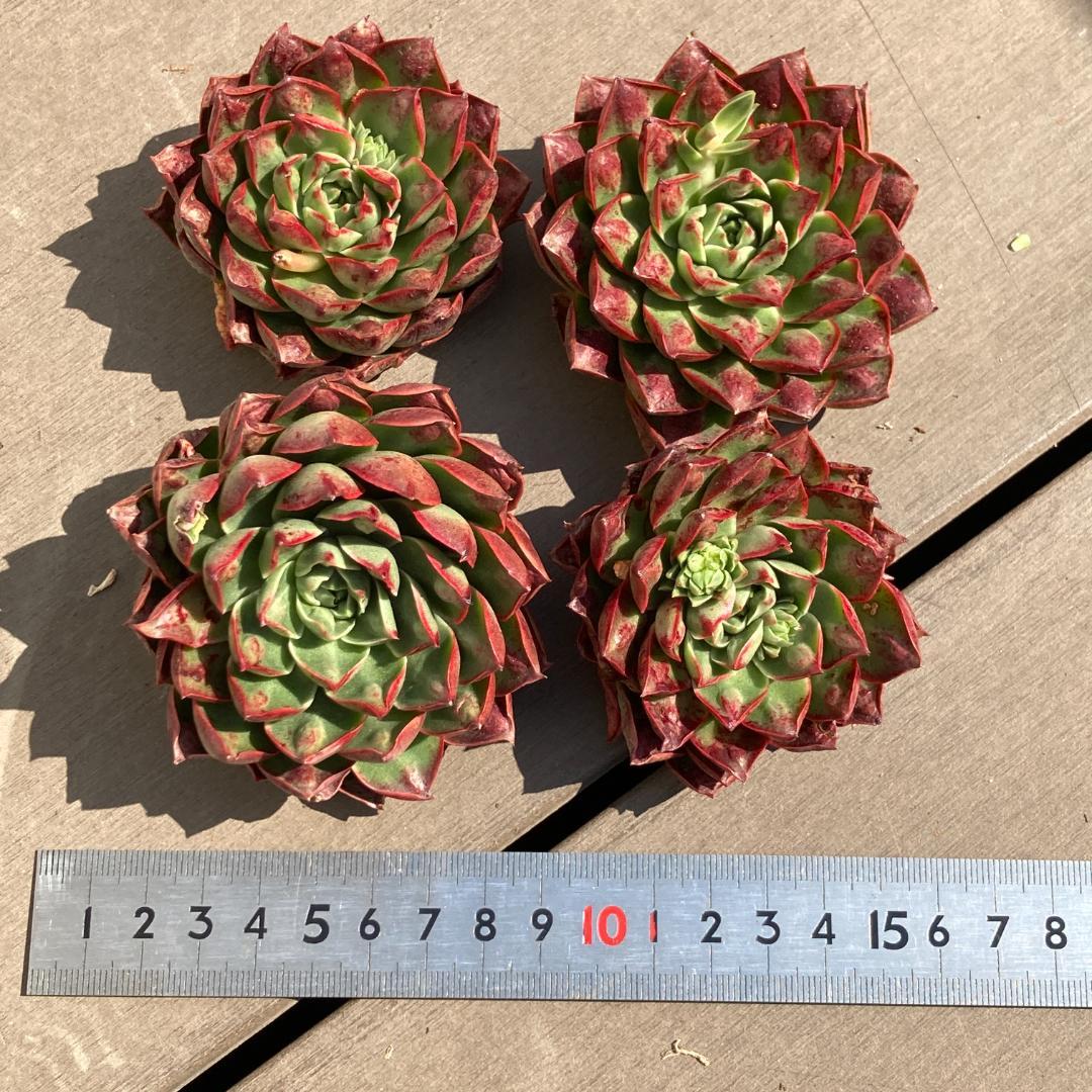 【新入荷】エケベリア　韓国苗　ロンギシマドロップス　多肉植物