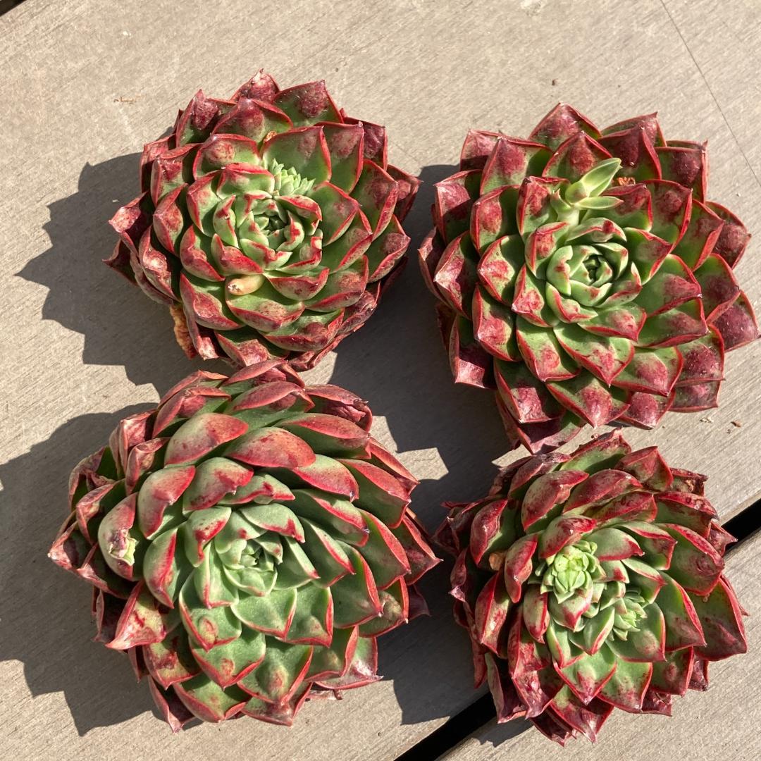 【新入荷】エケベリア　韓国苗　ロンギシマドロップス　多肉植物