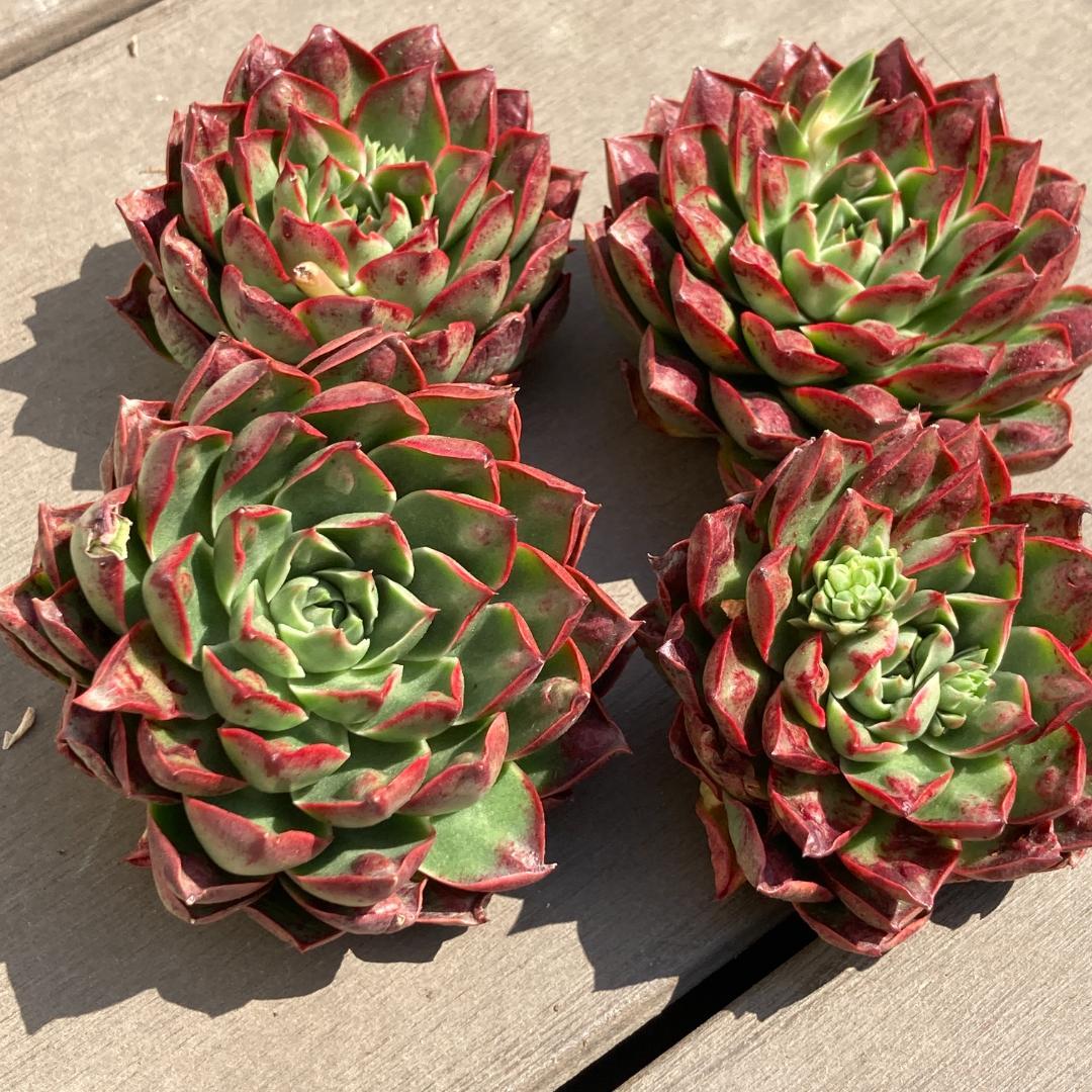 【新入荷】エケベリア　韓国苗　ロンギシマドロップス　多肉植物