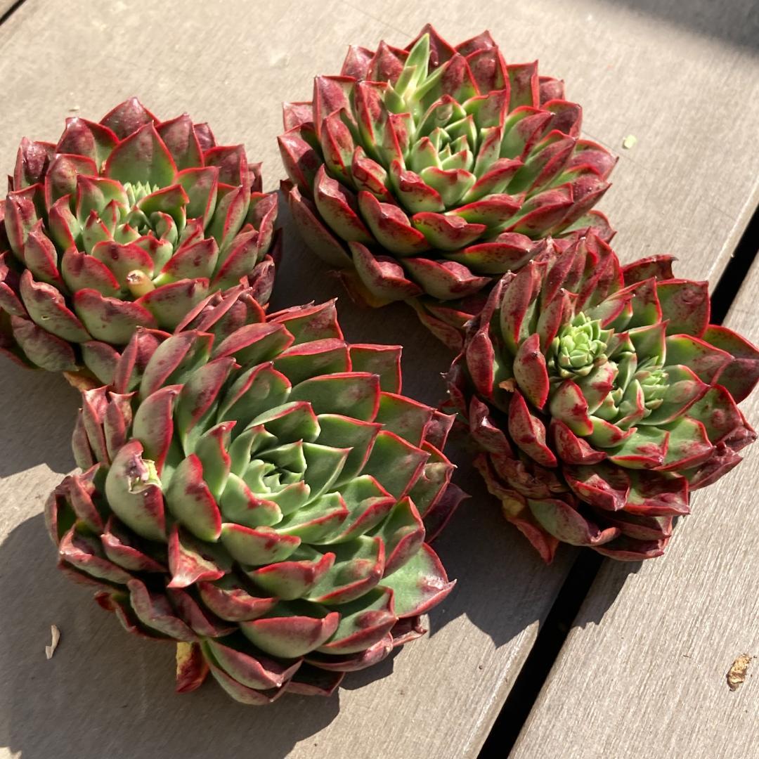 【新入荷】エケベリア　韓国苗　ロンギシマドロップス　多肉植物