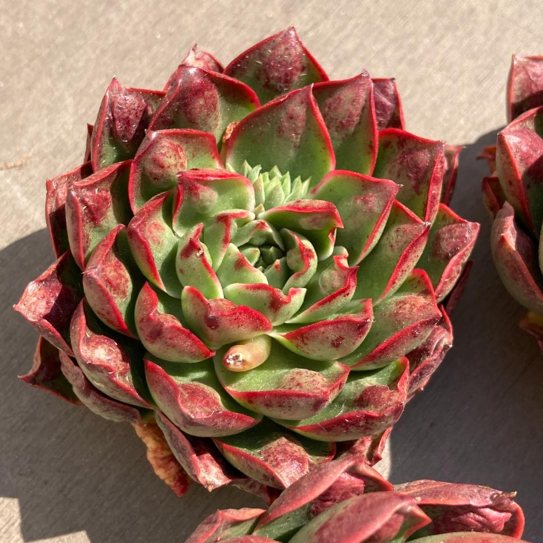 【新入荷】エケベリア　韓国苗　ロンギシマドロップス　多肉植物