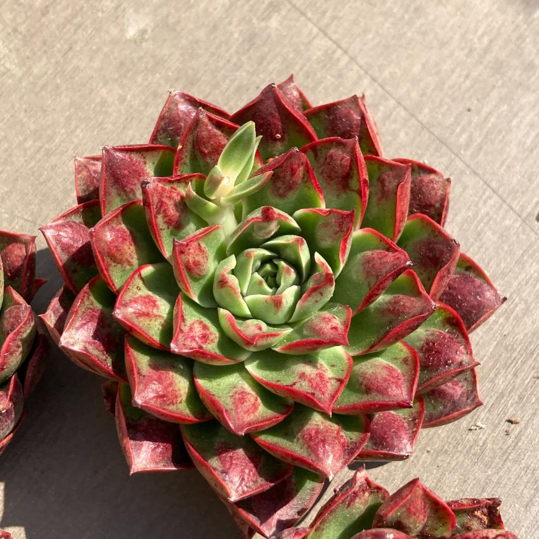 【新入荷】エケベリア　韓国苗　ロンギシマドロップス　多肉植物