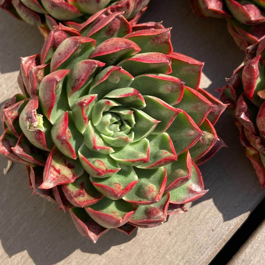 【新入荷】エケベリア　韓国苗　ロンギシマドロップス　多肉植物