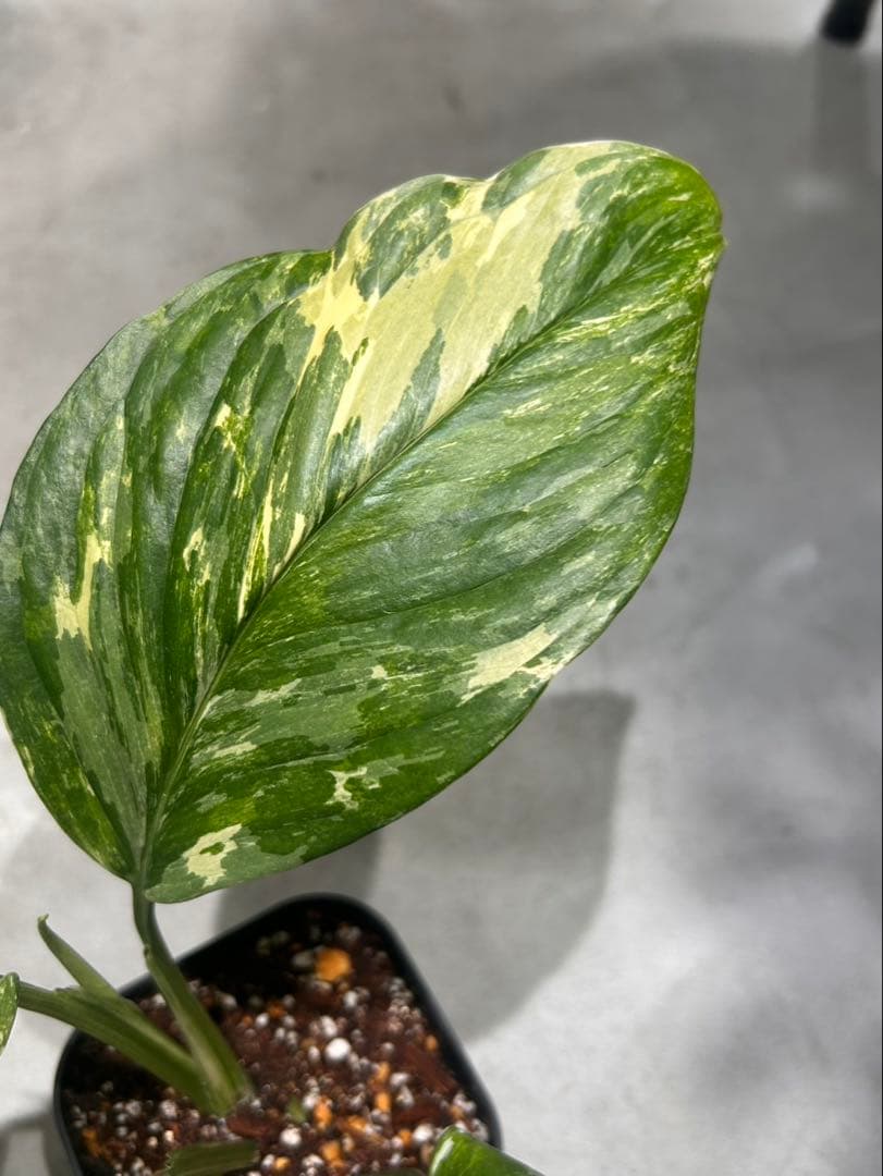 モンステラ　レクレリアナバリエガータ